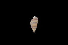 Nassarius fraterculus