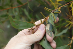 Acacia julifera