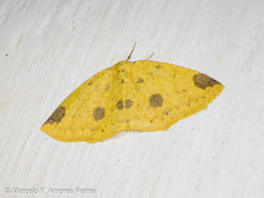 Periclina