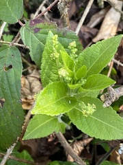 Mercurialis perennis