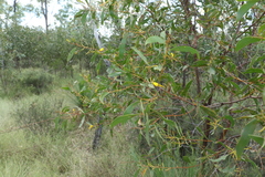 Acacia julifera