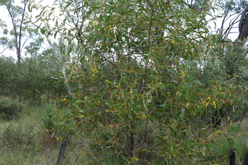 Image of Acacia julifera by (c) Greg Tasney, some rights reserved (CC BY-SA)