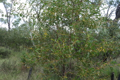 Acacia julifera