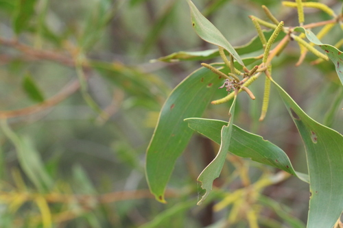 Image of Acacia julifera by (c) Greg Tasney, some rights reserved (CC BY-SA)