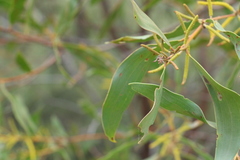 Acacia julifera