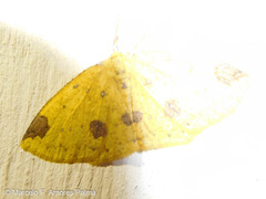 Periclina