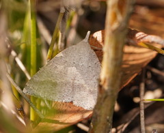 Epidesmia hypenaria