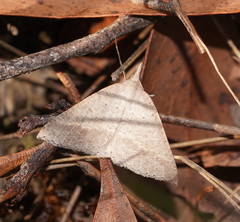 Epidesmia hypenaria