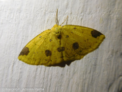 Periclina