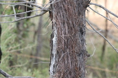 Allocasuarina inophloia