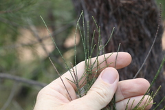 Allocasuarina inophloia