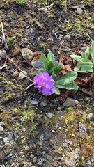 Primula farinosa