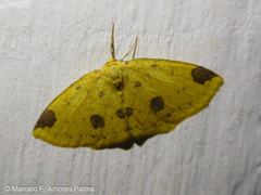 Periclina