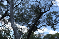Allocasuarina inophloia