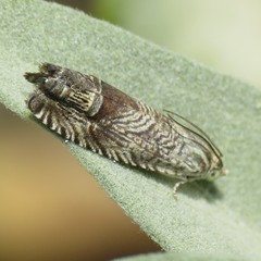 Ofatulena duodecemstriata