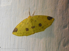 Periclina