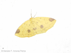 Periclina