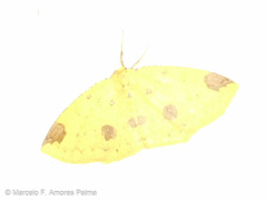 Periclina