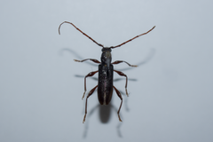 Callidiopis scutellaris