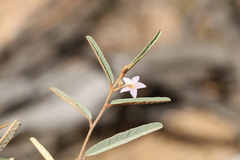 Seringia hookeriana