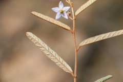 Seringia hookeriana