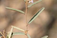 Seringia hookeriana