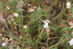Androcalva pedleyi