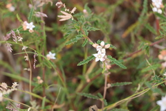 Androcalva pedleyi