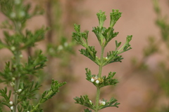 Cyanothamnus occidentalis