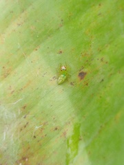 Artabrus erythrocephalus