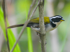 Arremon semitorquatus