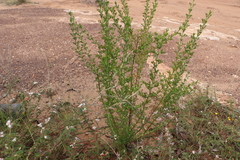 Cyanothamnus occidentalis