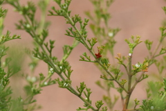 Cyanothamnus occidentalis