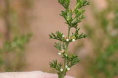 Cyanothamnus occidentalis