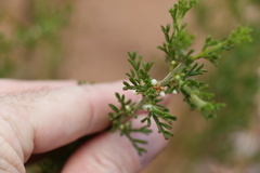 Cyanothamnus occidentalis