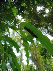 Doleschallia bisaltide