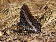 Charaxes pelias