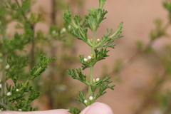 Cyanothamnus occidentalis