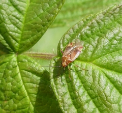 Lygidea