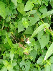 Delta pyriforme circinale