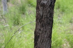 Lysicarpus angustifolius