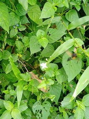 Delta pyriforme circinale