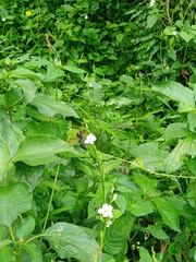 Delta pyriforme circinale