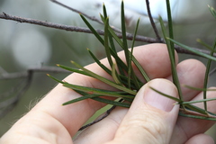 Lysicarpus angustifolius