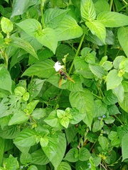 Delta pyriforme circinale