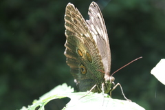 Dasyophthalma creusa