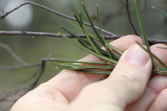 Lysicarpus angustifolius