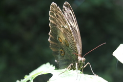 Dasyophthalma creusa