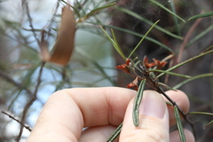 Lysicarpus angustifolius
