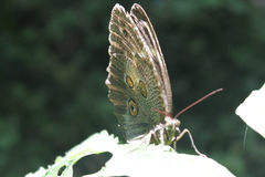 Dasyophthalma creusa